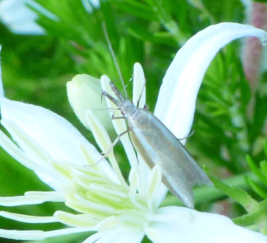 Falena da identificare